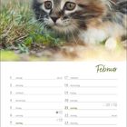 Februar Kalender mit Wochentagen. Ein flauschiges Kätzchen liegt im Gras.