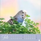 Kalenderseite Februar. Ein blauer Wellensittich sitzt in grünem Laub vor pastellfarbenem Hintergrund.