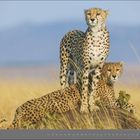 02 FEBRUAR. Zwei Geparden auf einem Felsen in einer weiten Graslandschaft, einer sitzt, der andere steht wachsam.