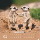 Kalenderseite mit Meerkatzen: Zwei Erdmännchen stehen auf sandigem Boden, eines legt die Pfote auf das andere.
