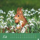 Februar-Kalender. Ein rotes Eichhörnchen hält eine Nuss, umgeben von Schneeglöckchen auf grünem Hintergrund.