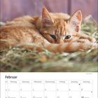 Kalender für Februar, darunter ein rotes Kätzchen, das auf Heu liegt und aufmerksam schaut.