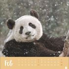 Text: Feb, Mo 1 8 15 22, Di 2 9 16 23, Mi 3 10 17 24, Do 4 11 18 25, Fr 5 12 19 26, Sa 6 13 20 27, So 7 14 21 28. Ein Panda im Schnee.