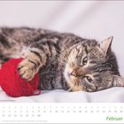 Zu sehen ist ein Kalender für Februar, darunter eine Katze mit einem roten Wollknäuel.