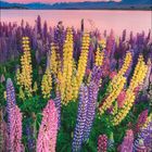 Kalenderblatt Februar. Blühende Lupinen vor See und Bergen bei Sonnenuntergang. Pastellfarbener Himmel.