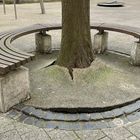 Keine erkennbaren Texte. Ein Baum wächst durch eine runde Bank aus Holzlatten und Betonblöcken. Pflastersteine unten.