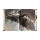 Keine sichtbaren Texte. Ein Wal springt kraftvoll aus dem Wasser, umgeben von Spritzern. Ein eindrucksvolles Foto.