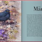 März. Ein Text beschreibt, wie die Amsel zum Lieblingsvogel in Schweden wurde. Illustration einer Amsel auf Erde mit violetten Blumen.