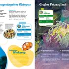 Linke Seite: "Großer Blaugeringelter Oktopus" in Blau. Informationen über den Oktopus und seine Verteidigungsmechanismen. Rechts: "Großer Fetzenfisch" mit Details zur Tarnung. Beide Seiten zeigen Tiere und farbenfrohe Hintergründe.