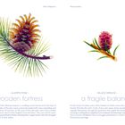 Links: "wooden fortress", Aleppo-Kiefer, Tannenzapfen und Nadeln. Rechts: "a fragile balance", Schwarze Fichte, Tannenzapfen.