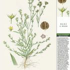 "März 12. Woche, Salz-Hasenohr, Bupleurum tenuissimum. Illustration einer Pflanze mit Text über Eigenschaften."