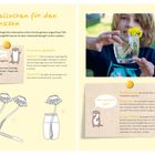 "Kringellocken für den Löwenzahn." Anleitung: Schneide einen Löwenzahnstängel ein, stelle ihn ins Wasser und beobachte die Lockenbildung.