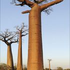 Kalenderblatt: Februar 2021. Baobabs in einer Landschaft mit klarem Himmel und Schattenwurf auf trockenem Boden.