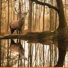 Februar-Kalenderausschnitt mit Hirsch im Wald, reflektiert im Wasser, umgeben von Bäumen im sanften Licht.