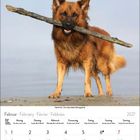 Februar 2027, Hund mit Stock im Maul am Strand. Kalenderblatt mit Wochentagen und Feiertagen.