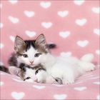 Zwei Kätzchen liegen auf einer rosa Decke mit weißen Herzen.