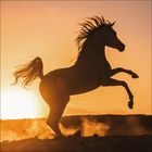 Ein Pferd steigt auf die Hinterbeine im Gegenlicht des Sonnenuntergangs; im Hintergrund Staub und Himmel in Orange.