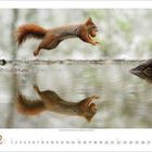 Kalender: Monat Februar, Woche beginnt mit Montag. Ein Eichhörnchen springt über Wasser, hält eine Nuss im Maul.
