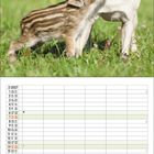 Kalender für Februar 2027. Ein Frischling schnuppert an einem Mops auf einer Wiese.