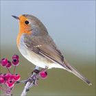 Ein Rotkehlchen sitzt auf einem Ast mit roten Beeren, vor einem verschwommenen hellen Hintergrund.