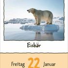 "Eisbär", darunter "Freitag 22 Januar". Ein Eisbär steht auf einer Eisscholle im Wasser, umgeben von Eisbergen.