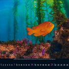 Kalender zeigt Februar 2023. Ein leuchtend orangefarbener Fisch schwimmt durch eine bunte Unterwasserwelt voller Algen.
