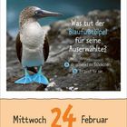 "Was tut der Blaufußtölpel für seine Auserwählte? a) Er schenkt ihr Stöckchen. b) Er tanzt für sie." Ein Blaufußtölpel mit blauen Füßen steht auf Felsen. Darunter "Mittwoch 24 Februar".