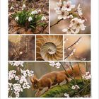 2. Kalender mit Naturfotos: Schneeglöckchen, Kirschblüten, Pflanze, Schnecke, Eichhörnchen.