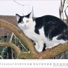 Kalenderblatt: Februar. Eine schwarz-weiße Katze sitzt auf einem Ast.