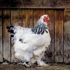 Ein weißes Huhn mit schwarzen Federn steht vor einer alten Holzwand.