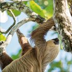 Ein Faultier mit braunem Fell hängt an einem Baum, umgeben von grünen Blättern und hellem Himmel.