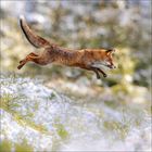 Ein Fuchs springt dynamisch durch eine schneebedeckte Landschaft, umgeben von unscharfen Bäumen und Pflanzen.