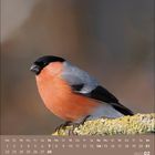 Kalender für Februar 2027. Darauf ein Dompfaff mit grauem Rücken und roter Brust sitzt auf einem moosigen Ast.