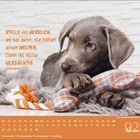 Ein Welpe liegt auf einem Teppich mit einem Spielzeug. Text: "Stille ist herrlich, es sei denn, Sie haben einen Welpen..."