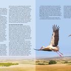 Texte: "EINFÜHRUNG", "BASISWISSEN ÜBER VÖGEL", "DIE ENTSTEHUNG DER VÖGEL". Zwei Störche fliegen über eine weite, ländliche Landschaft.