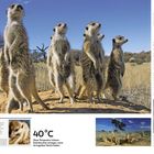 Texte sprechen über Erdmännchen, Wache schieben und Umgebung. Mehrere Erdmännchen stehen aufrecht in einer trockenen Landschaft.