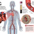 "Der Blutkreislauf: Dein Herz schlägt, um Blut zu pumpen. Was ist Blut? Blut besteht aus Plasma, roten und weißen Blutkörperchen."