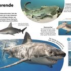 Faszinierende Haie: Verschiedene Haiarten mit Beschreibungen ihrer Eigenschaften und Verhaltensweisen.