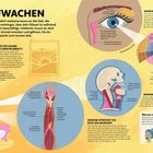 AUFWACHEN. Warum sind die Haare morgens verstruppelt? Warum blinzelst du? Woher kommt der Schlafsand? Warum gähnen wir?