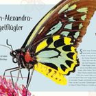 Königin-Alexandra-Vogelflügler. Einer der größten Schmetterlinge der Erde. Abbildung eines bunten Schmetterlings.