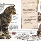 „Die richtige Katze“, „Fragen an dich und deine Familie“, „Tierheim-Katzen“, „Kätzchen“. Zwei Katzen, Spielzeug, Text.