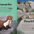 Steinmarder, klettern, Allesfresser. Chinchillas baden in Vulkanasche, nachts verstecken. Illustration von Tieren und Natur.