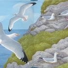 "Mühelos findet das Silbermöwenweibchen sein Nest in der großen Kolonie." Möwen fliegen über Meeresküste, Nester auf Felsen.