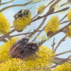 Text über Mauerbienenmännchen und Brutstellen. Illustration von Weidenkätzchen mit Bienen.