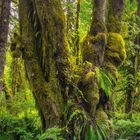 02, Kalender mit Daten und Ereignissen; prähistorisch anmutende Bäume mit Moos und Farnen in dichtem, üppigem Wald.