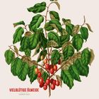 "Vielblütige Ölweide," "Elaeagnus Eudulis." Darunter Kalenderdaten. Illustration eines Zweigs mit grünen Blättern und roten Beeren.