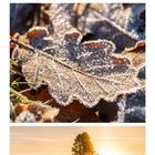 Kalendernummer 2, mit Bildern eines Dachses, eines frostigen Blatts und einer sonnigen Landschaft im Moor.