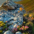 "02, 01 15, 02 16, 03 17, ..." zeigt einen Blick über eine Küstenbucht mit Bergen, Felsen und bunten Blumen.