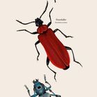 Illustration von Insekten: Goldglänzender Laufkäfer, Feuerkäfer, Alpenbock. Text: Februar und Kalendertage.