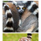 Text: "07 SO 21" und "Katta (Lemur catta), Madagaskar". Drei Bilder von Lemuren, einer isst, andere kuscheln, einer trägt ein Junges.